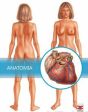 Anatomia Online Hot Sale